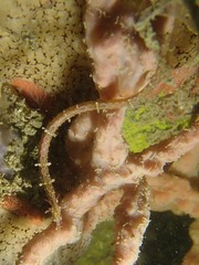 Halicampus macrorhynchus