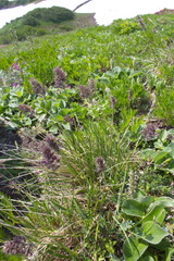 Calamagrostis sesquiflora