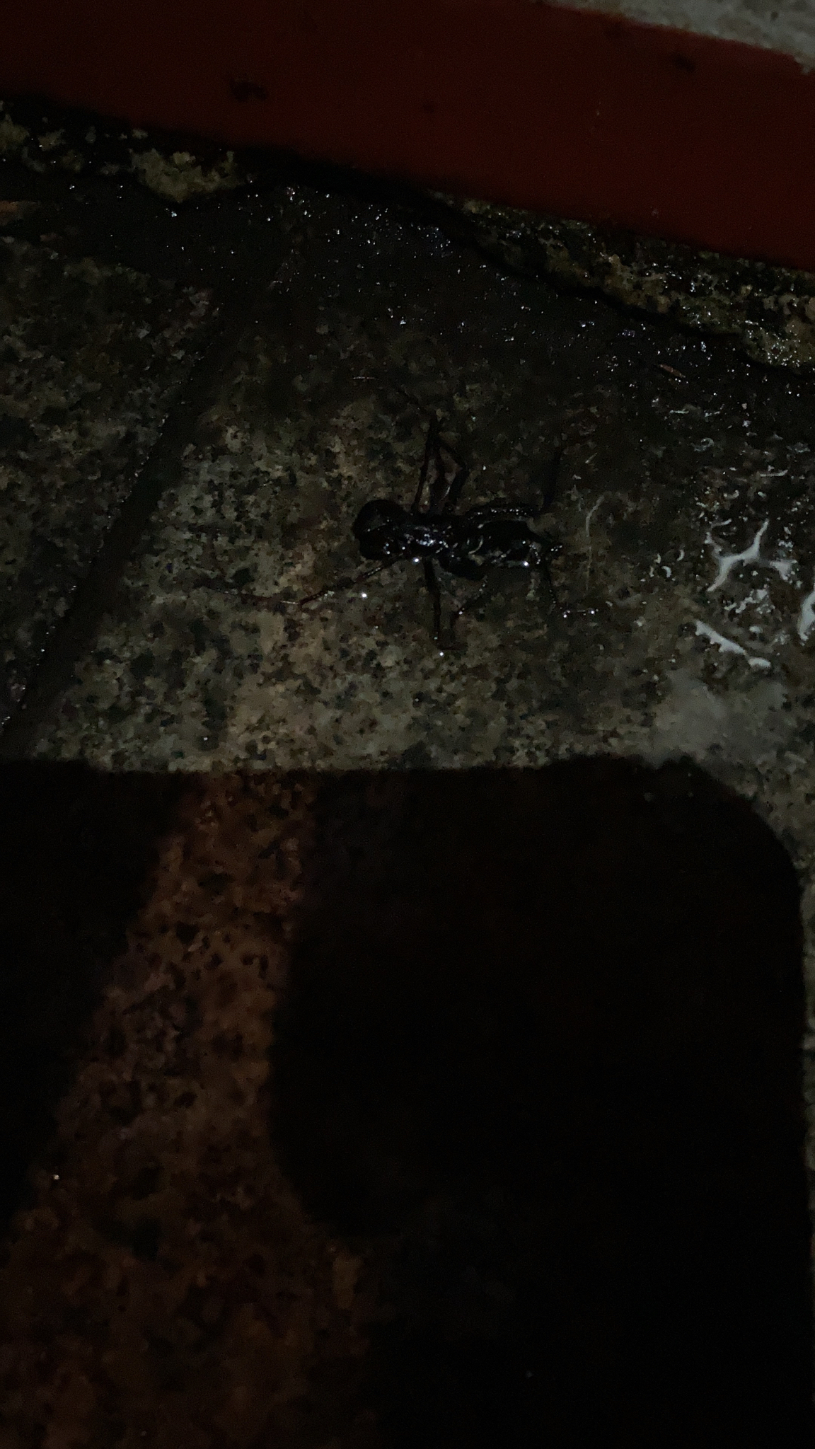 Paraponera