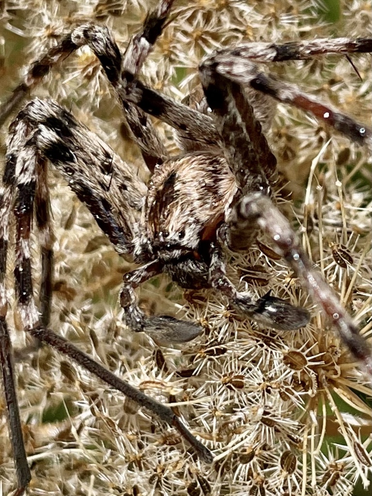 Eusparassinae