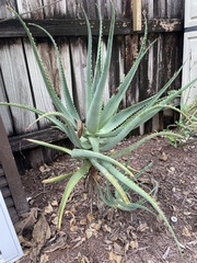 Agave americana