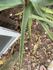 Agave americana