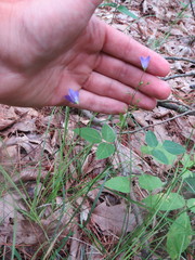 Campanula intercedens
