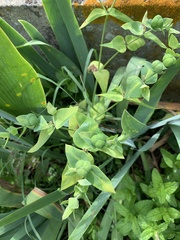 Euphorbia lathyris