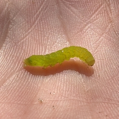 Phlogophora meticulosa