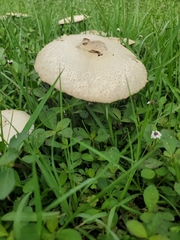 Chlorophyllum molybdites image