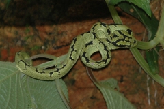 Ceylon Pit Viper photo 5