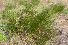 Juncus haenkei