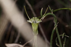 Pterostylis dilatata