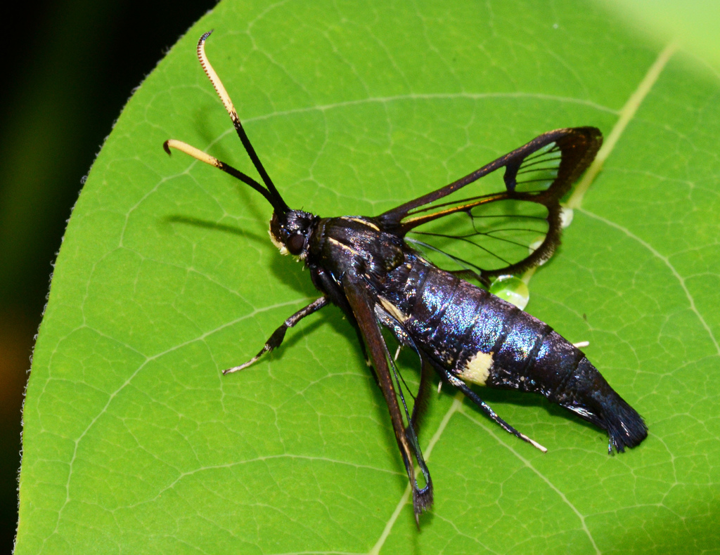 Arrowwood Clearwing Moth