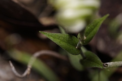 Pterostylis dilatata