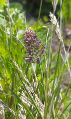 Calamagrostis sesquiflora