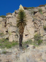Yucca decipiens