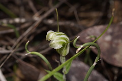 Pterostylis dilatata