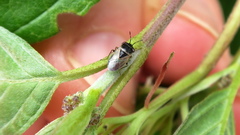 Geocoris megacephalus