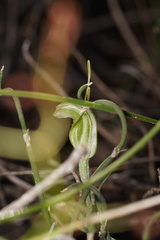 Pterostylis dilatata