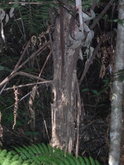 Alsophila leichhardtiana