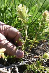 Castilleja applegatei breweri
