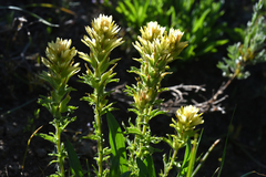 Castilleja applegatei breweri