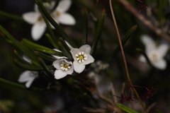 Cyanothamnus subsessilis