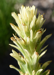 Castilleja applegatei breweri