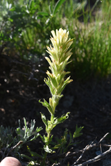 Castilleja applegatei breweri