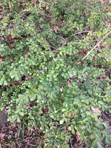 Ilex crenata iNat (2)