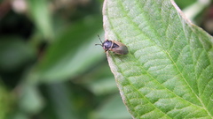 Geocoris megacephalus