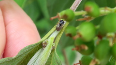 Geocoris megacephalus