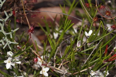 Cyanothamnus subsessilis
