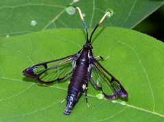 Synanthedon fatifera