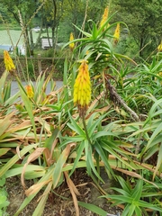 Aloiampelos striatula