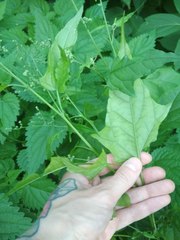 Chenopodiastrum hybridum