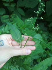 Chenopodiastrum hybridum