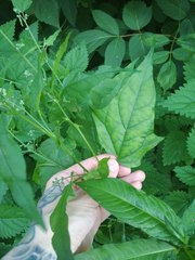 Chenopodiastrum hybridum