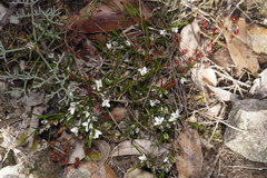Cyanothamnus subsessilis