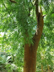 Afrocarpus falcatus