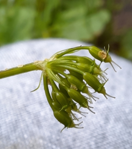 Fine-leaved Water-dropwort