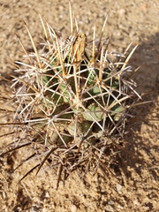 Coryphantha robustispina robustispina