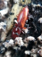 Rhizophagus depressus