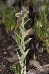 Pterostylis concava
