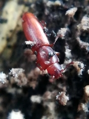 Rhizophagus depressus