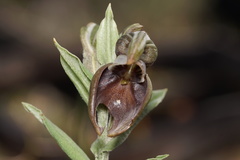 Pterostylis concava
