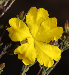 Hibbertia stenophylla