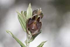 Pterostylis concava