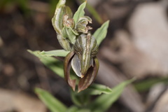 Pterostylis concava
