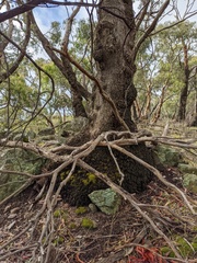 Eucalyptus microcarpa