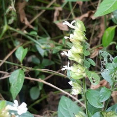 Phaulopsis imbricata