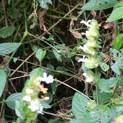 Phaulopsis imbricata