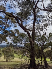 Eucalyptus microcarpa